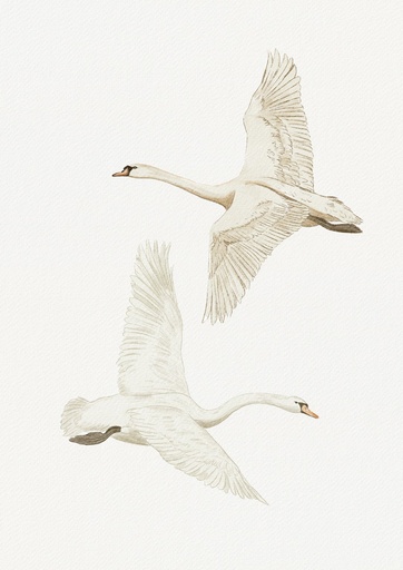Dos cisnes volando