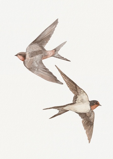 Dos golondrinas volando