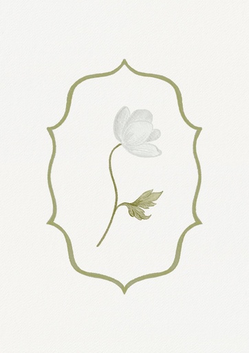 Anémona blanca
