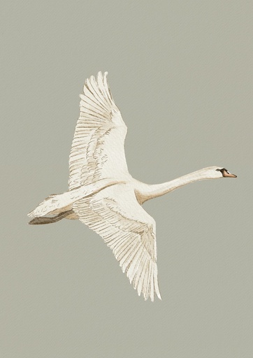 Cisne volando sobre oliva