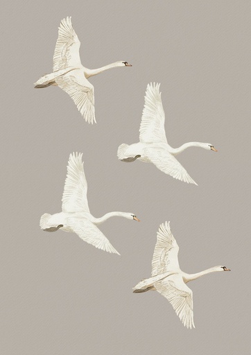 Cuatro cisnes volando